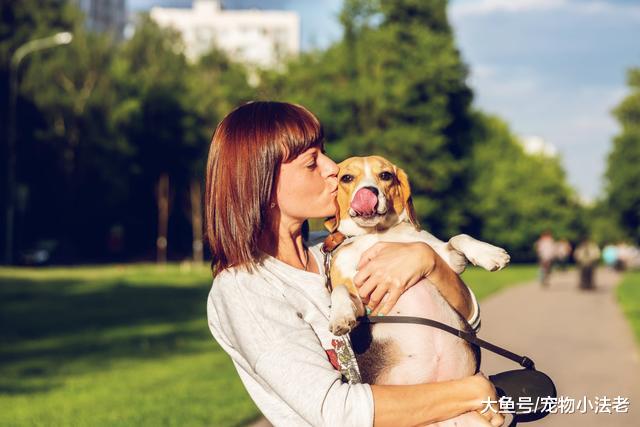 狗狗临死前的独白：主人我守护你一辈子，现在换你来守护我好吗！