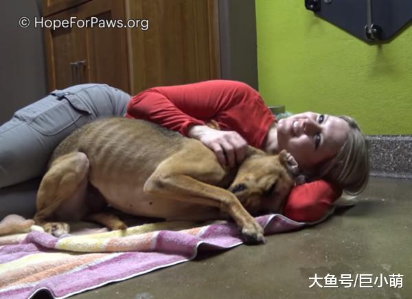 义工辛苦救出流浪狗，以为能让它跟主人团聚，没想到主人真伪善