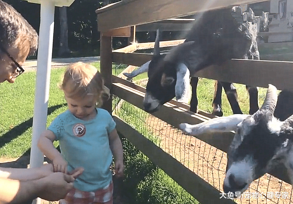 爸爸带女儿户外游玩，第一次尝试喂山羊，却惨遭山羊“毒手”