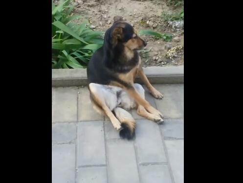 土狗求爱萨摩遭拒，望着萨摩远去的背影，颓废坐地抽泣，笑翻路人