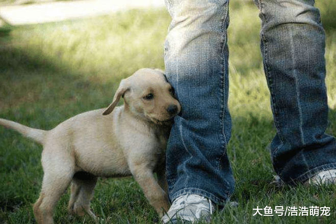 狗狗为什么喜欢咬主人的衣服？原因有5个，很多人宠主都不知道