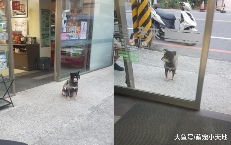 今天生意不好？黑柴坐超市門口等吃，脖子上的掛牌笑翻網友