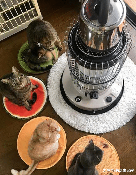 新买的烧水炉子，刚想试试效果如何，回头一看：此炉已被猫咪包围
