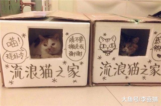 流浪猫生活很自由？了解过它的四种生活后便知道，比想象中更难过