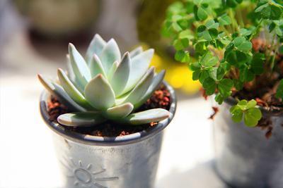 這8盆花草特別好養活，放客廳寓意大吉，養好了保你財源廣進！