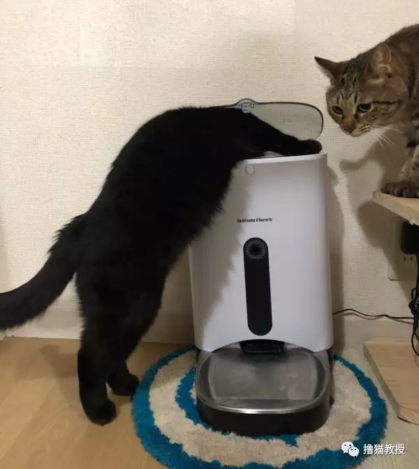 谁说的头过身体就能过？这些猫被骗得好惨！