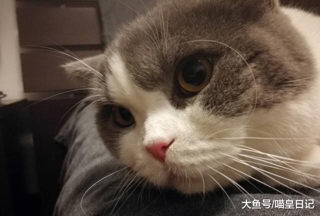 三个步骤测试猫的智商，满分21分，10分以上基本安全