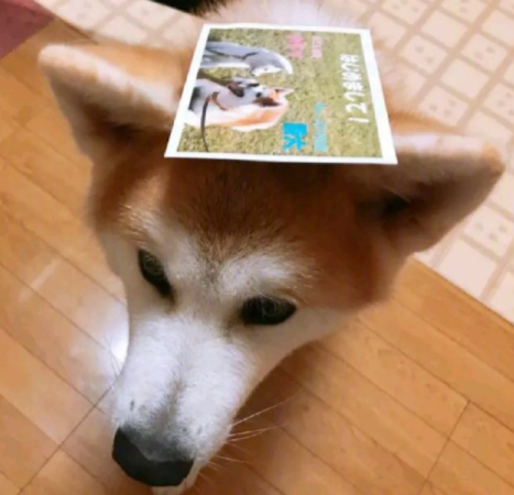 宠物咖啡店等火爆的背后, 是猫咪和狗子们积蓄已久的精神压力...