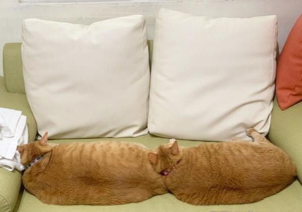橘猫兄妹都重达20斤，主人都替猫咪喊冤，喝水都胖能怎么办