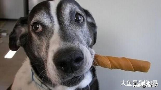 狗狗磨牙期总喜欢拆家，怎么做才能让家具安全度过狗子磨牙期？