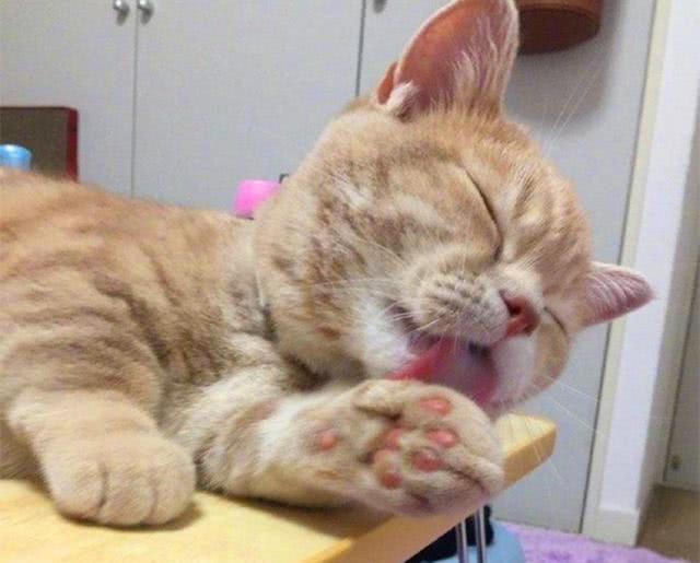 橘猫躺在主人梳妆盒上, 欲偷学铲屎官化妆, 只为撩到隔壁小白猫!