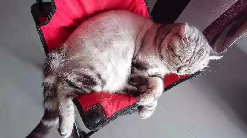 大头猫咪天生爱吃醋，一早起身就霸占主人的大腿不让另外两只猫咪靠近