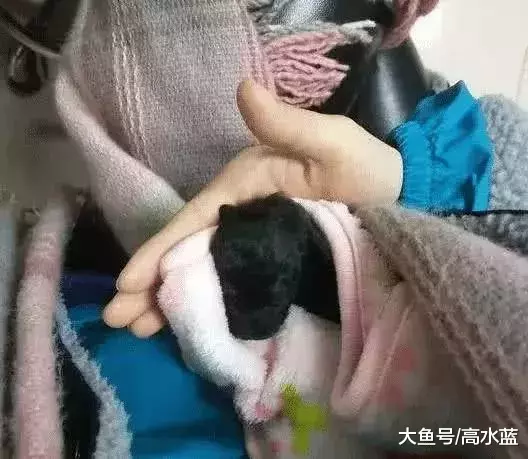 小泰迪出生后只有三条腿，主人狠心抛弃，宠物店看不下去直接收编