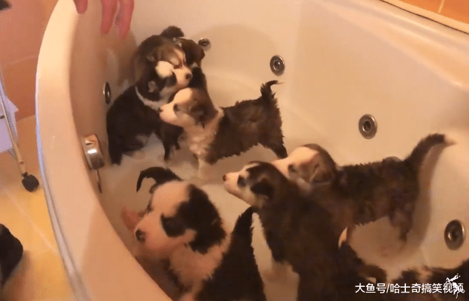 二哈生了支“足球队”，却因洗澡阵容强大走红，像在洗地瓜