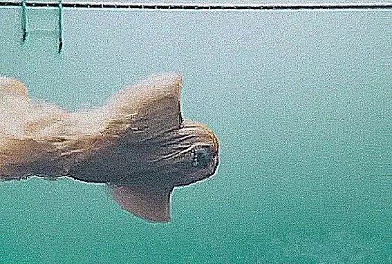 狗狗进泳池游泳，水里的样子差点没把人吓死