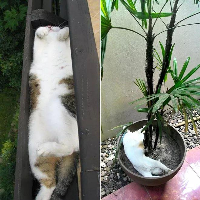不知道誰播的種子，我家花盤好像長出貓了...