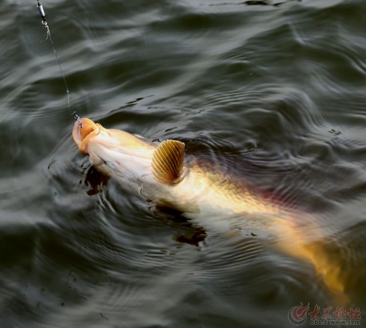 只敢滴2滴，太多能把整个鱼塘钓空，莫不信，新手用了也能天天爆护！根本停不下来