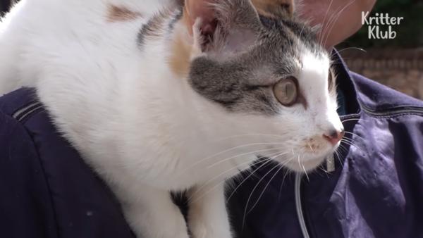 猫咪每晚在主人头上撒尿，噩梦持续整整一年，主人才明白真实原因