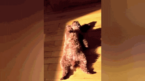 家里开地暖, 猫趴地上一脸享受, 猫: 每一寸肌肤都要感受到温暖…