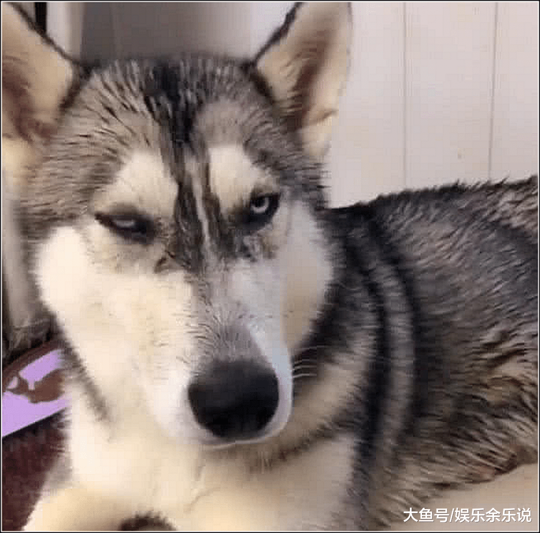 哈士奇绝育后哭泣，男主伸手安慰它，二哈的表情让男子不淡定了