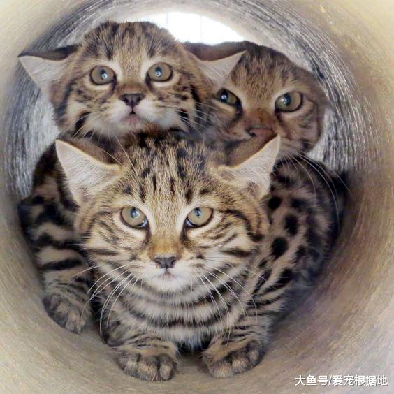 世界上最致命的猫科动物黑足猫，明明可以靠脸吃饭，偏要靠实力！