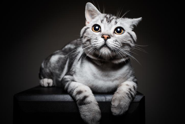 小主们你觉得你家的猫咪聪明么，我家的米粒已经成精了，简直是个妖孽啊