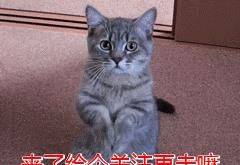 天气渐冷时，狗狗痴迷于你的被窝，你会怎么做？