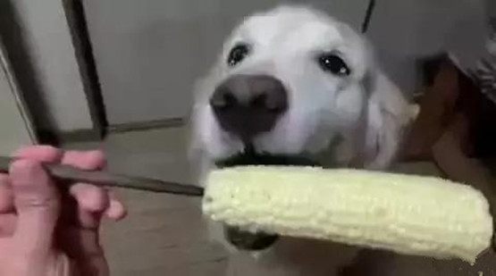 以前不懂老妈说我啃的玉米像狗啃的一样，看到金毛啃玉米才明白！