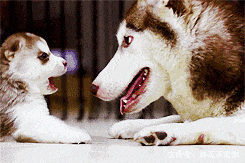 你家狗是不是很愛舔人？但過度舔人行為主人要及時制止，不能縱容