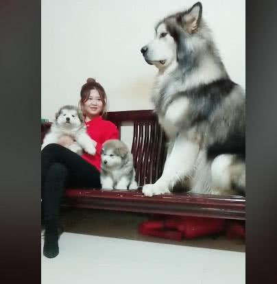 巨大的阿拉斯加吃醋, 女主人一脸无奈: 这不是你亲生的孩子吗!