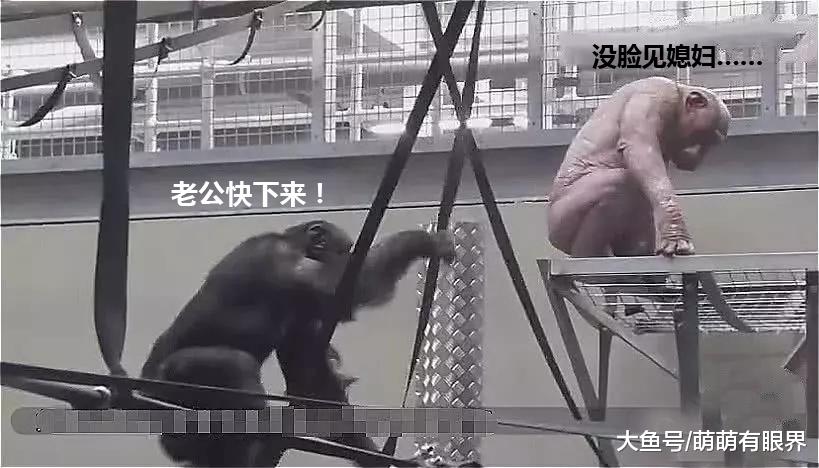 公猩猩患皮肤病全身脱毛，母猩猩接下来的动作：哇，甜到酥的真爱！