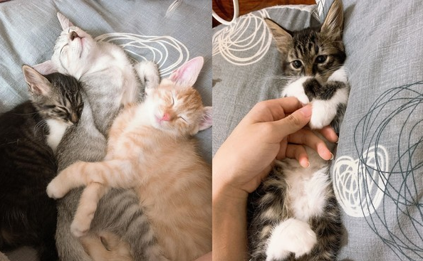 妈妈的爱太“沉重”，新手妈妈带孩子，将小猫都舔成秃头了