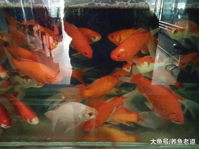 夏季来临，观赏鱼的投喂量到底是应该增加还是减少？