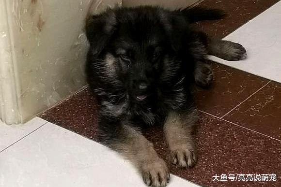 别看德牧现在还小，长得很有气质，等它长大了肯定很帅