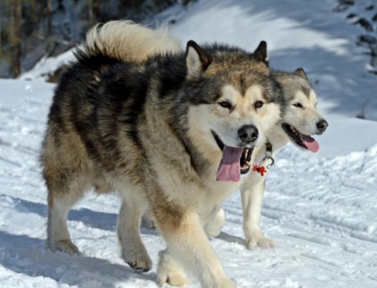 阿拉调皮起来不输二哈, 在屋里把门反锁了, 主人: 今天吃炖狗肉