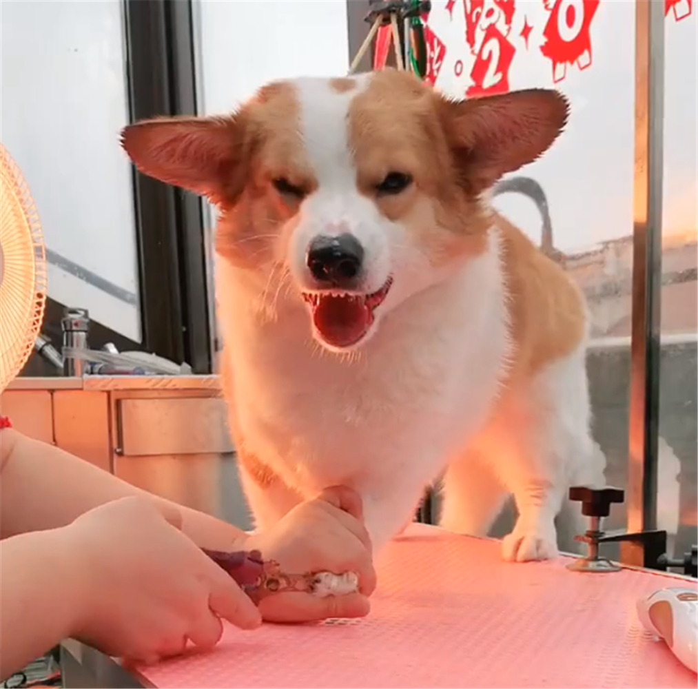 柯基吹风龇牙咧嘴, 小姐姐把嘴套放在狗面前, 狗: 大姐我服了…