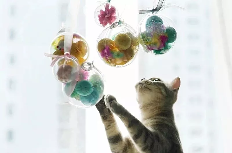 一顿养宠猛如虎，一看账户两毛五！教你如何省钱养宠！！