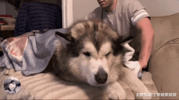 阿拉满身都是肉还总要抱，主人说要打包送走它，态度就变了