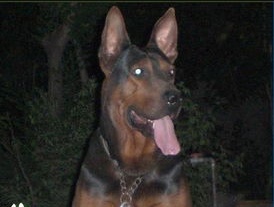 中国本土狗狗都有哪些