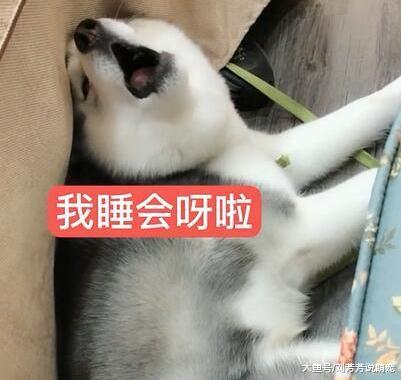 主人叫二哈起床，二哈开口就吵吵，二哈：周末休息不拆家！