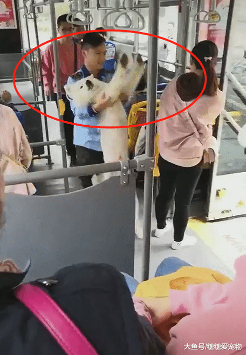 萨摩耶偷乘公交车，被赶下去后，一脸幽怨的表情笑喷了！