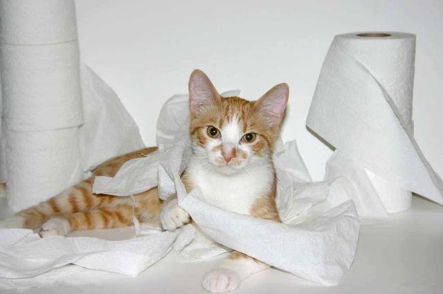 养猫之后生活会有什么变化? 你可以名正言顺地换一张新的沙发