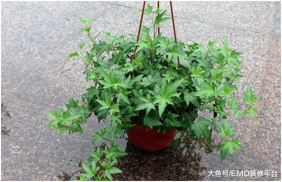 这四种花是二手烟的克星, 养100盆也不嫌多