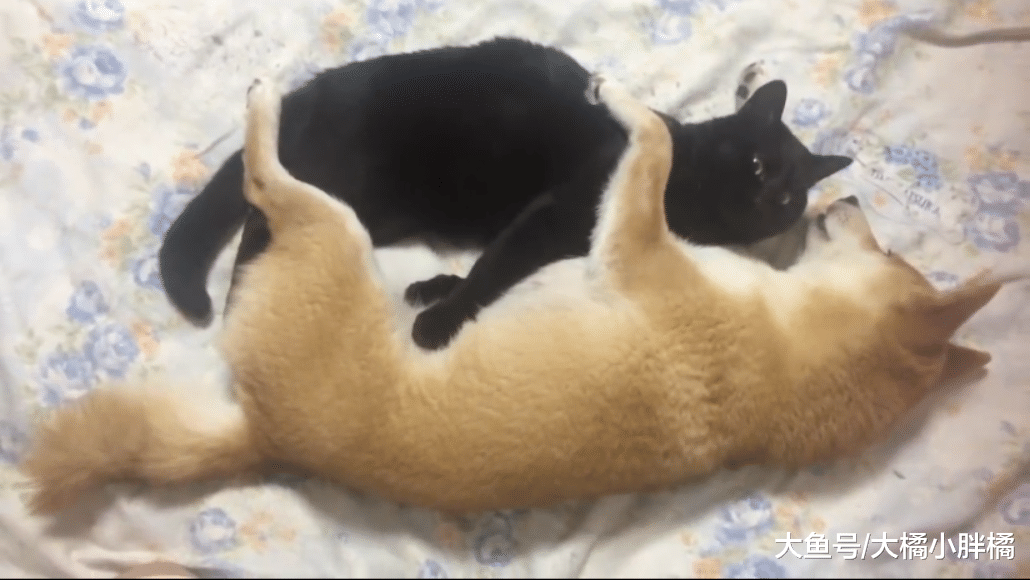 柴犬不把猫咪当回事儿，每天变着花样捉弄猫咪，猫：谁来救救朕？