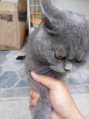 鏟屎官頭疼的事，為什么絕育后的貓主子依舊亂尿？