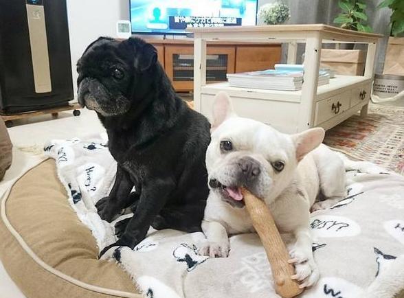 法国斗牛犬那么可爱却很少人养，除了价格太高，这五个缺点是关键