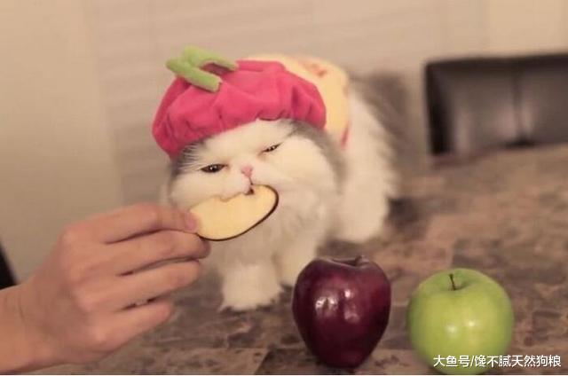 谨记！这“5种水果”猫咪绝不能吃！