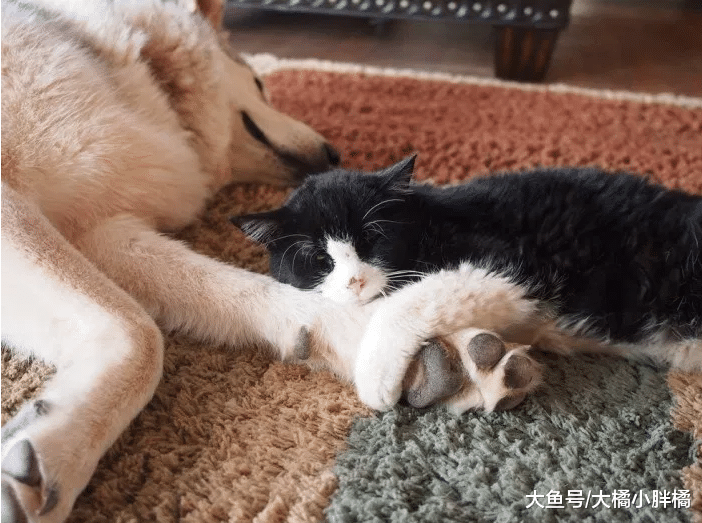 老猫在外流浪20年，被救以后渴望陪伴，现在活得更加年轻有活力