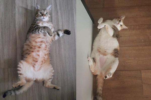 最近流行“装备开箱照”？毛孩们也来开箱，只是这玩具太多了吧！