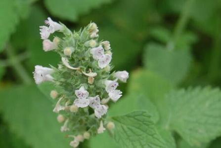 是什么，让猫咪吸了之后飘了！